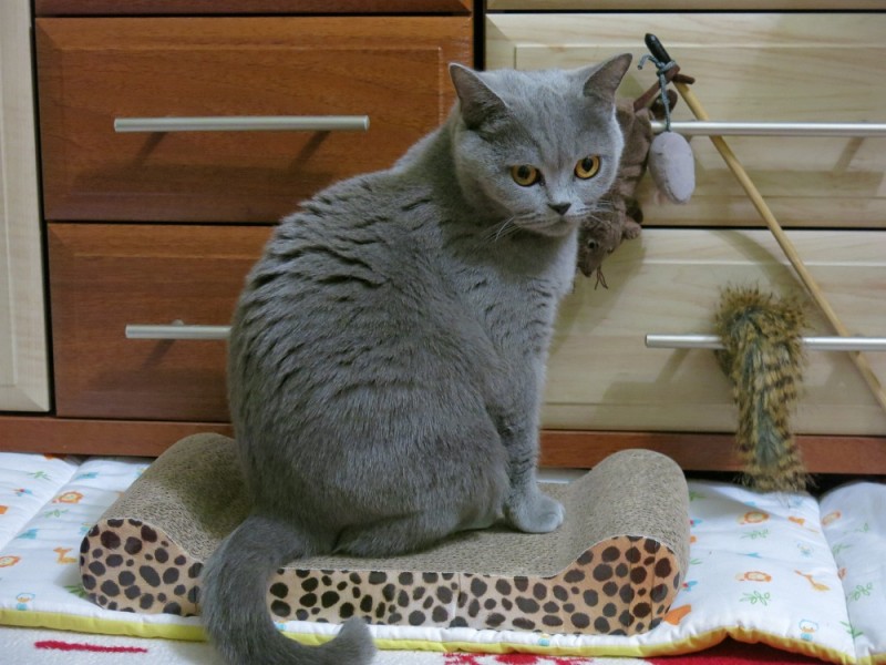 Лежак для кошки с функцией точилки для когтей =)