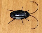 Novel Solar Powered Cockroach (Black)